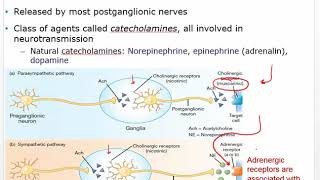 Adrenergic Drugs  Biosynthesis of Adrenaline  Chapter21 L1  Pharmacology [upl. by Setiram]