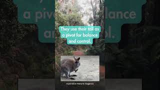 Have you heard about the kangaroos hop length 14 australia nature kangaroo wildlife facts [upl. by Filberto36]