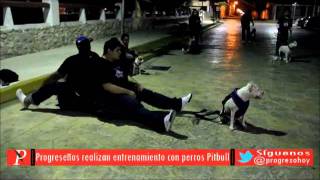 Perros Pitbull en el malecón de Progreso [upl. by Nylirrej]