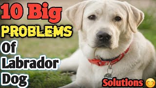 10 problem of Labrador  problem with labra dog  In Hindi  labra dog problems  Solutions Vet [upl. by Walther]