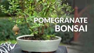 Making a Pomegranate Bonsai tree [upl. by Crow650]