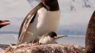 Penguin chick trying to fly [upl. by Coheman]