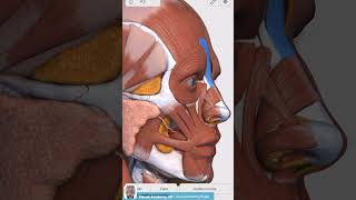 Visual Anatomy 3D  Facts about the Procerus muscle [upl. by Temme]