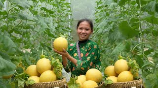 The Most Expensive Melon Ive Ever Harvested  Sick Han Baby  Ly Tieu Ca [upl. by Jarnagin]