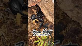 ‼️WATCH THIS SCORPION TAKE HIS FOOD‼️scorpion shorts [upl. by Hayes]