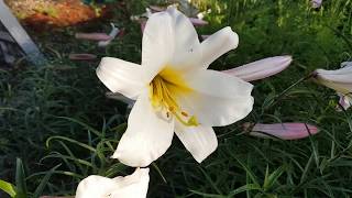 Growing Lilies from seed Trumpet Lilium Regale [upl. by Tankoos]