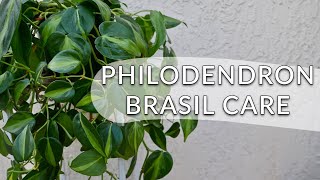 PHILODENDRON BRASIL CARE amp GROWING TIPS  JoyUsgarden [upl. by Leanna473]