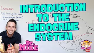 Introduction to the Endocrine System [upl. by Avir627]