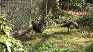 Indian Peafowl Pavo cristatus ♂ Peacock Mating  Balzender Blauer Pfauenhahn 1 [upl. by Ikkiv]