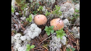 Gypsy mushroom🇫🇮 Cortinarius caperatus Kehnäsieni🍄🥰 🇫🇮 [upl. by Eurydice]