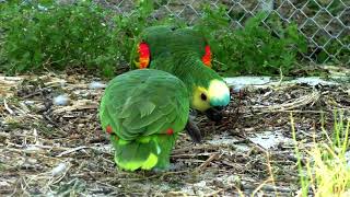 Blue fronted amazon parrots [upl. by Aramenta]