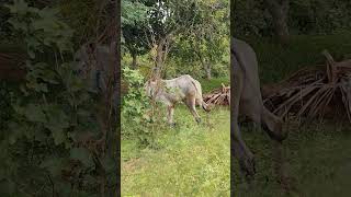 hallikar hallikarbcow racebull speedbull jallikattu kuchulu shankrathi viral farming [upl. by Eatnahc]