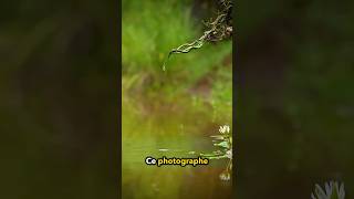 Un photographe Capture la bataille dArowana et de serpents devant la caméra ❤️ [upl. by Edward390]