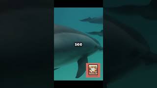 Amazing Facts About Amazon River Dolphin RiverDolphins SaveTheDolphins WildlifeConservation [upl. by Manoff]