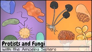 Protists and Fungi [upl. by Gadmon]