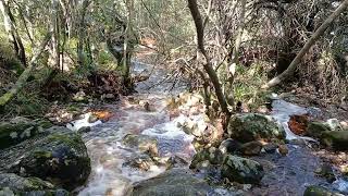 Stream at Kirstenbosch Botanical Gardens in Cape Town South Africa 🇿🇦 [upl. by Reube]