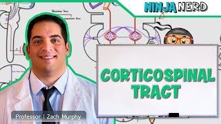 Neurology  Descending Tracts Corticospinal Tract [upl. by Ynaffets71]