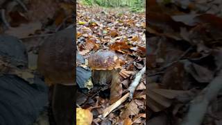 Un joli cèpe en pleine forêt 🍄🌳 mushroom champignons cèpes nature [upl. by Asina185]