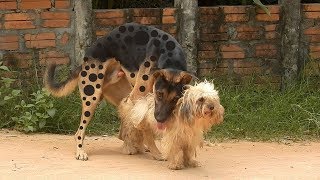 Great RuralDogs Miniature Pinscher Vs Anatolian Shepherd On Field Near Palm House [upl. by Winterbottom346]