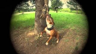 staffordshire bull terrier training [upl. by Erickson695]