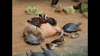 Why Do Animals Like Capybaras So Much [upl. by Ioyal]