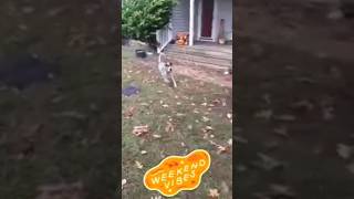 Lets get that ball puppy pug bluetick dog fun satisfying [upl. by Godliman]