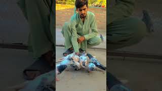 Kabootar Bazi New video Kabootaron ko hath ma chok khalany ka tareeka pigeon kabootarbazz birds [upl. by Eizle252]