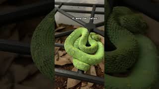 Atheris chlorechis Colors venomous herpetoculture herping viper Atheris [upl. by Annadiana637]