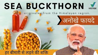 Sea Buckthorn Benefits In Hindi  What is sea buckthorn Vestige sea Buckthorn [upl. by Oinotnas]