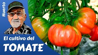 TOMATES COMO PLANTAR Y CULTIVAR TOMATES GROWING TOMATOES [upl. by Atnima859]