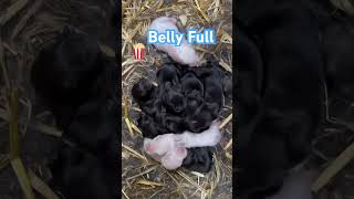 Caring For 11 Baby Rabbits  The Cutest Mom Ever [upl. by Odlawso]