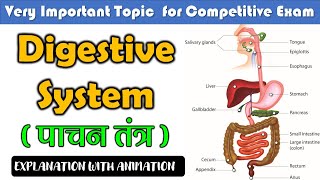 Digestive system पाचन तंत्र  Digestive system function  General science  SSC CGL  CPO [upl. by Fanny]