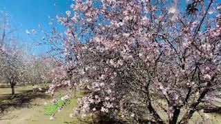 Almond Blossom in Bakersfield California [upl. by Ittam]