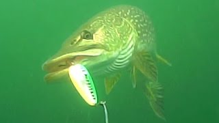 Big northern pike eats a spoon in this underwater video [upl. by Lerim602]