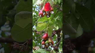 Anacardium occidentale l Cashew kasoy shorts fruit fruitcutting splitfruit [upl. by Eema717]