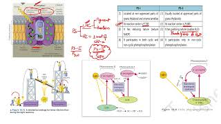 Light reaction in photosynthesis Hindi neetbiology class11th cbseboard plantphysiology [upl. by Byers488]