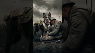 Stubby The Hero Dog Who Saved Lives in World War I  Amazing Real Stories and Legends of the World [upl. by Jorin]