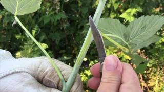 Cane Borers in Raspberries [upl. by Ysak248]