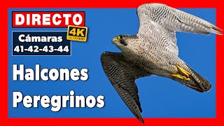 Halcón peregrino Multicámara en🔴 DIRECTO Museo de América Cámara 41 42 43 44  Madrid [upl. by Anrev]