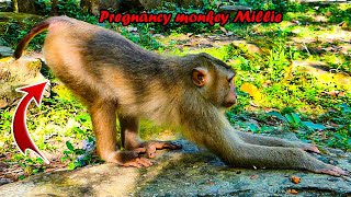 Poor monkey Millie isnt well due to her pregnancy as ITS her first TIME 💞💞 [upl. by Harriett]