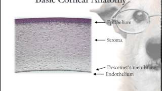 Corneal Anatomy [upl. by Kieffer362]