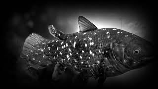 Coelacanth The Living Fossil That Defied Extinction [upl. by Einobe998]