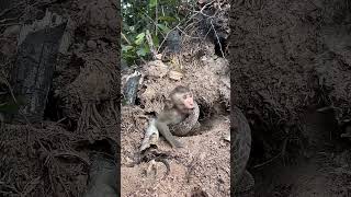 Vervet Monkey Calls Help When Caught by Snake [upl. by Raama679]