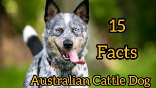 Australian Cattle Dog  Interesting And Amazing Facts Top15FactsCattle Dog [upl. by Carlos]