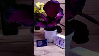 Plants time lapse 24 hours in 7 secondstimelapse plants indoorplants bottomwatering calathea [upl. by Leelaj]