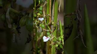 How to Grow Cardamom from Seeds at Home plants shorts farming [upl. by Sivam]