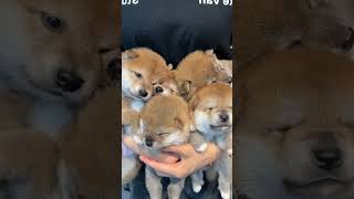 Shiba Inu Puppies The Cutest Showdown [upl. by Asikal]