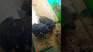 Terrapins eating in new tank [upl. by Sternlight]