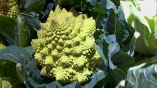 chou Romanesco [upl. by Schilit]