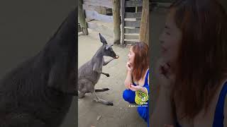 Kangaroo ayaw ng marites chismosa [upl. by Grissom]